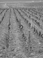 vignes (29).JPG